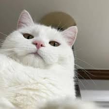 Thị Hương avatar